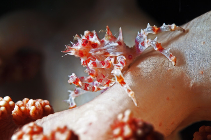 Hoplophrys oatesi - Crabe-araignée des coraux mous