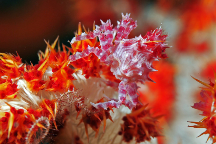 Hoplophrys oatesi - Crabe-araignée des coraux mous