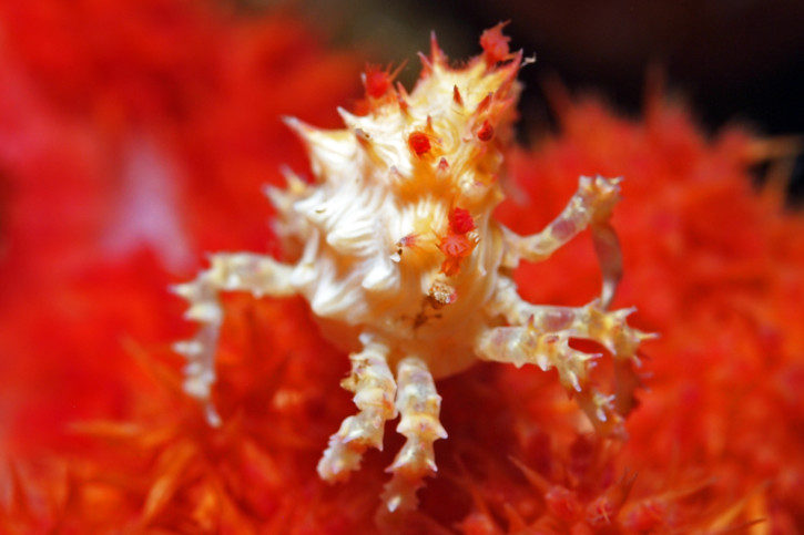 Hoplophrys oatesi - Crabe-araignée des coraux mous