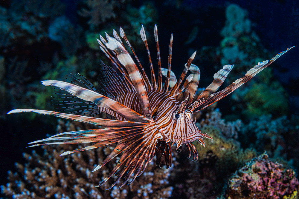 Pterois miles