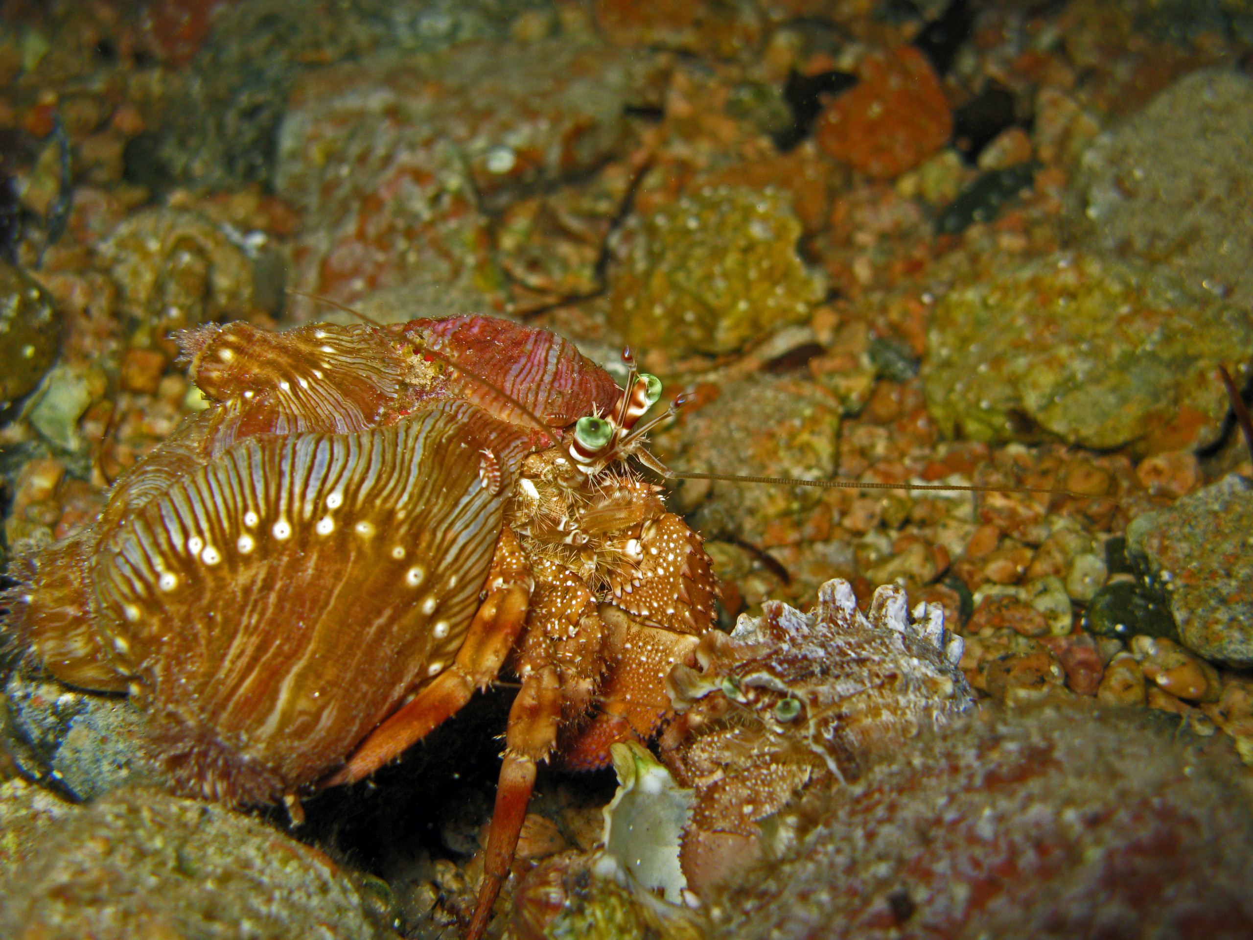 Dardanus