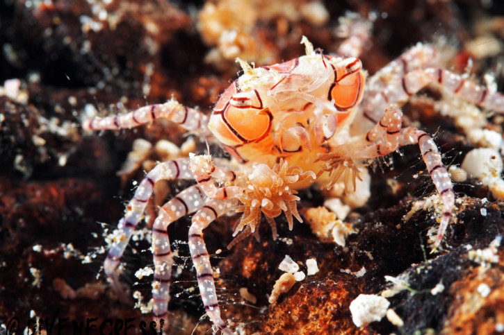 Lybia tessellata - Mélie damier
