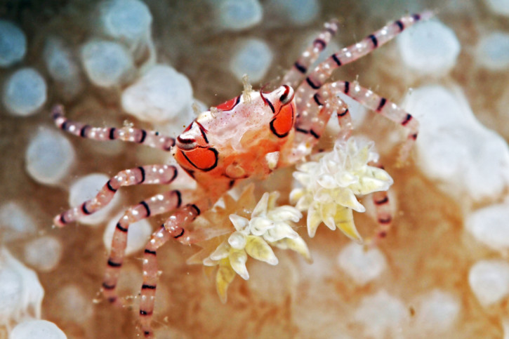Lybia tessellata - Mélie damier