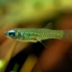 picture of Poropanchax normani