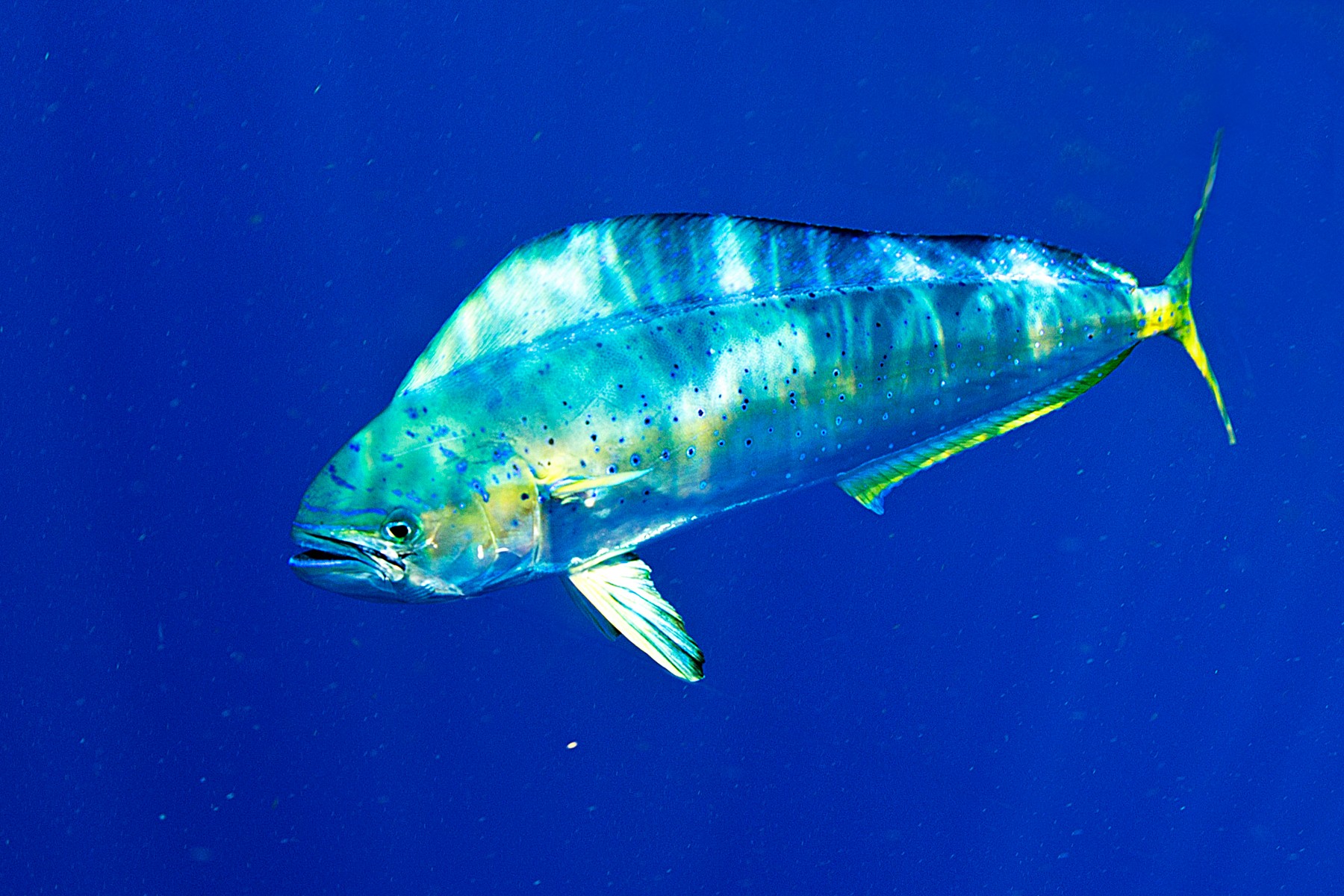 Coryphaena hippurus