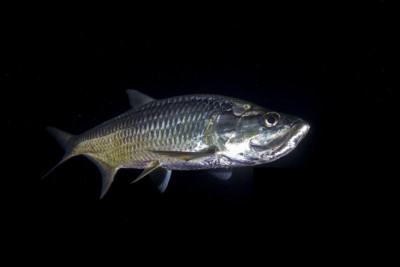 tarpon de l'Atlantique Megalopidae