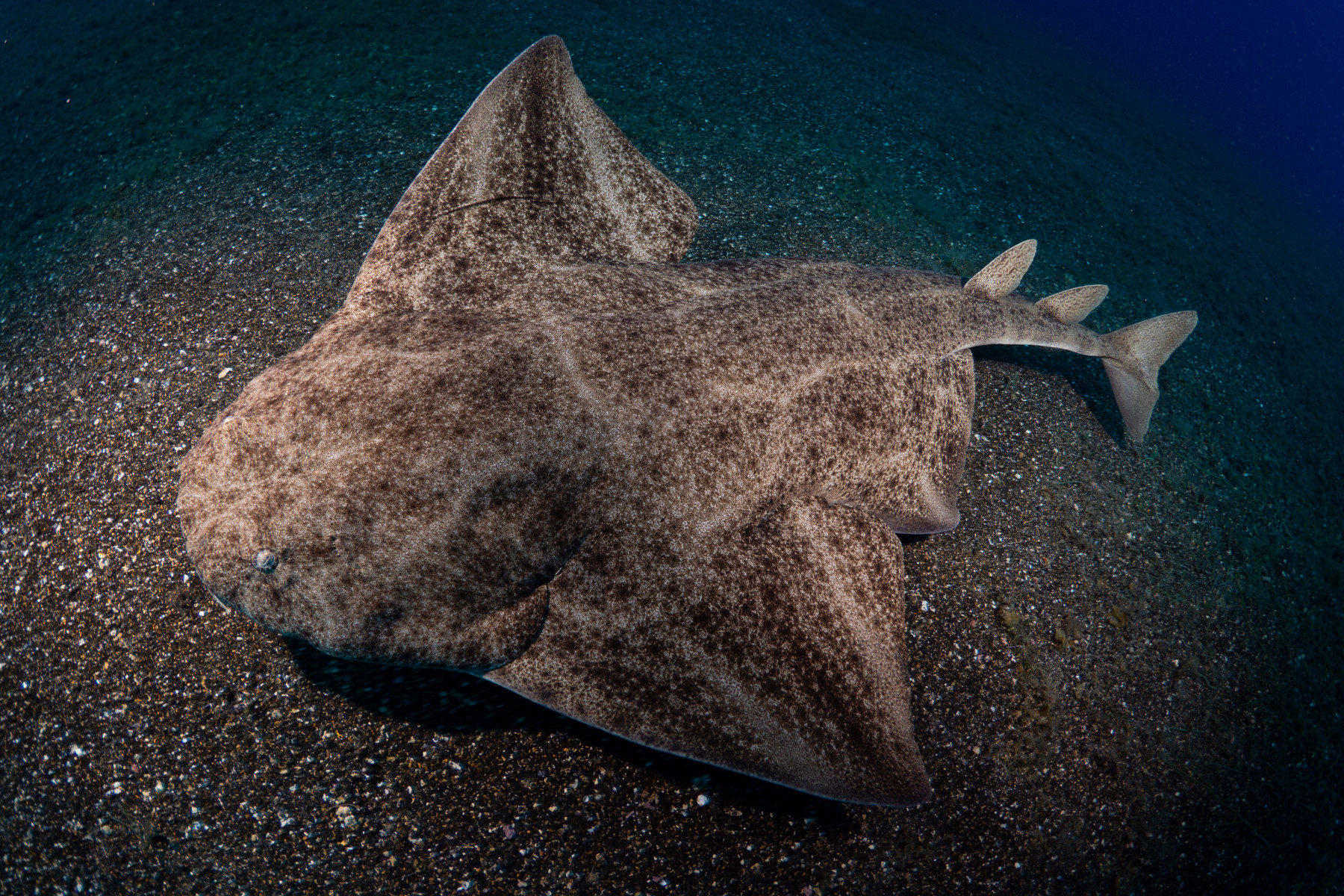 Squatina squatina