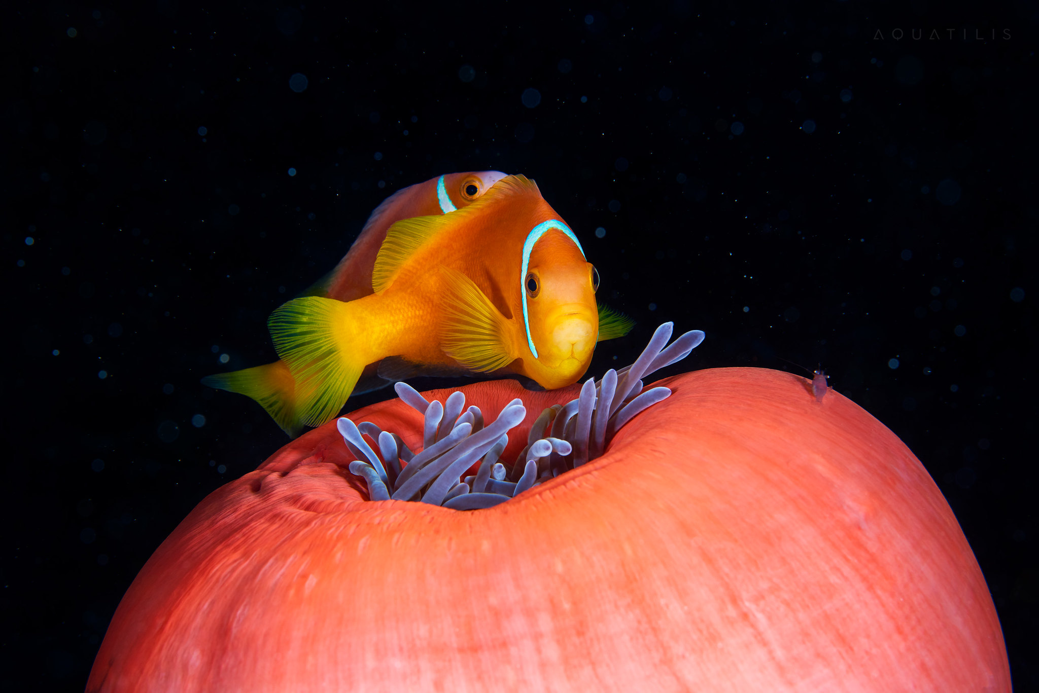 Amphiprion