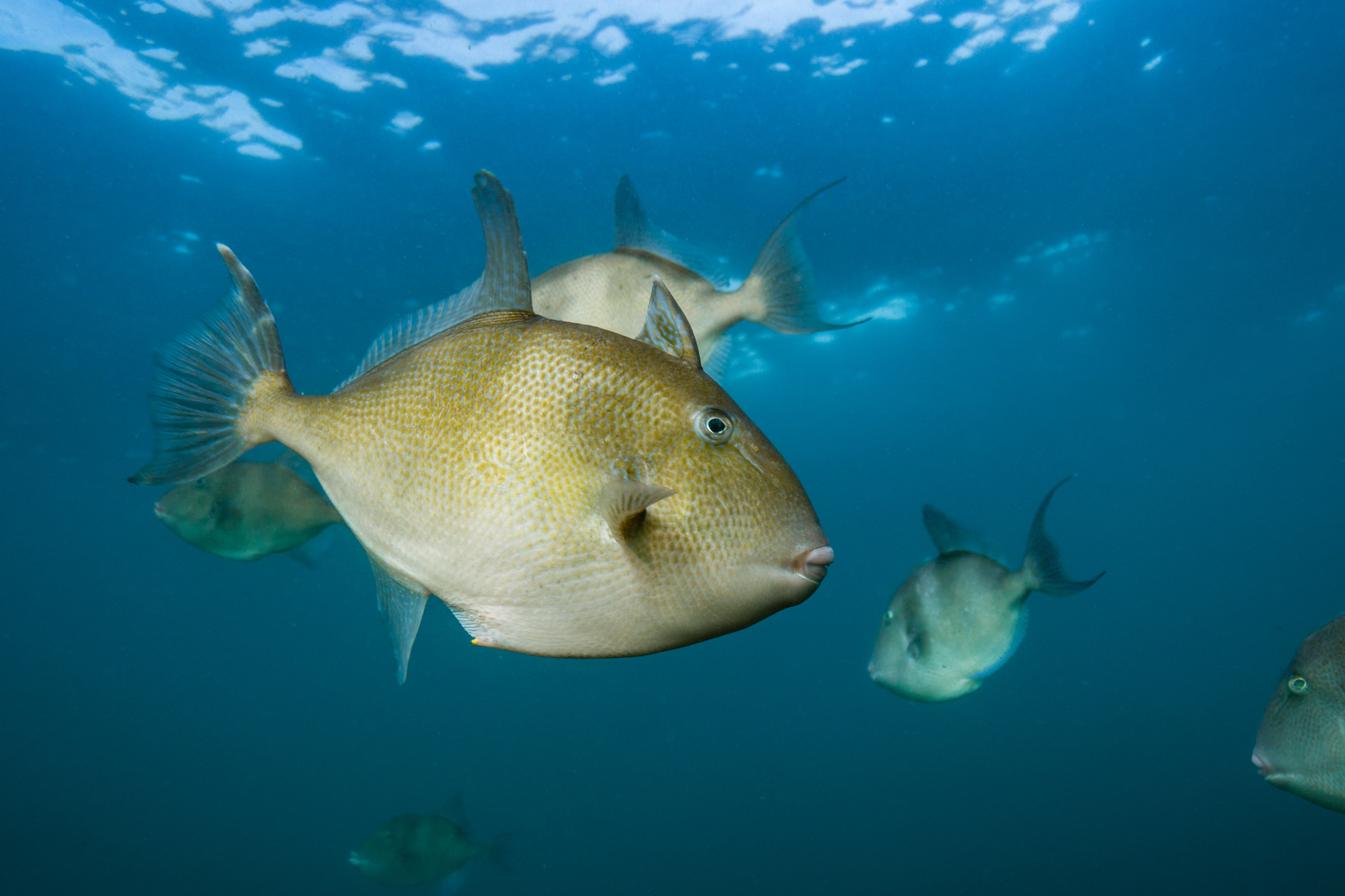 Acreichthys