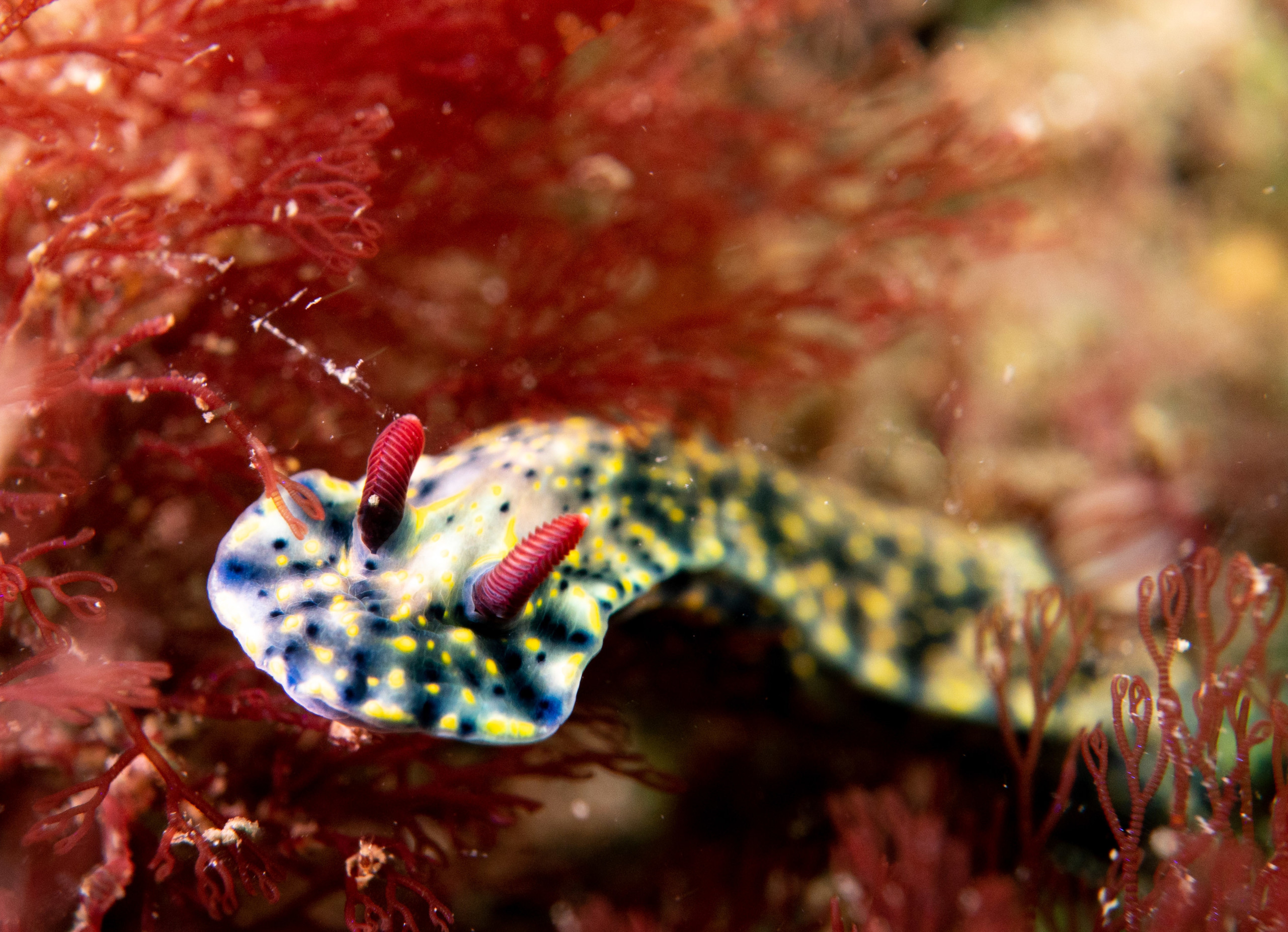 Hypselodoris obscura