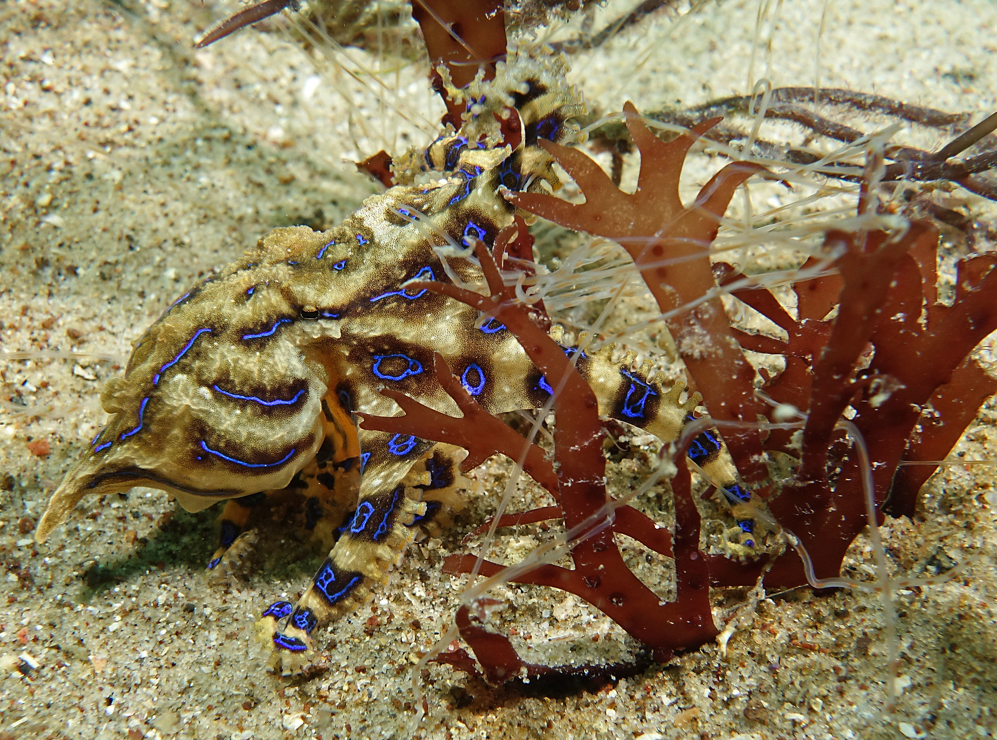 Hapalochlaena fasciata