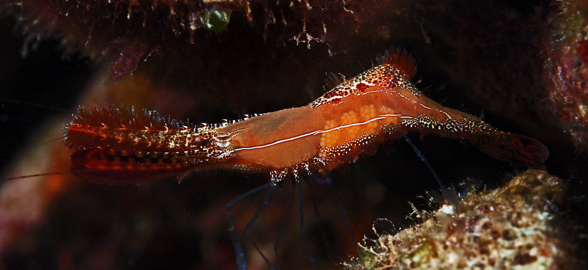 Crevette naine marine