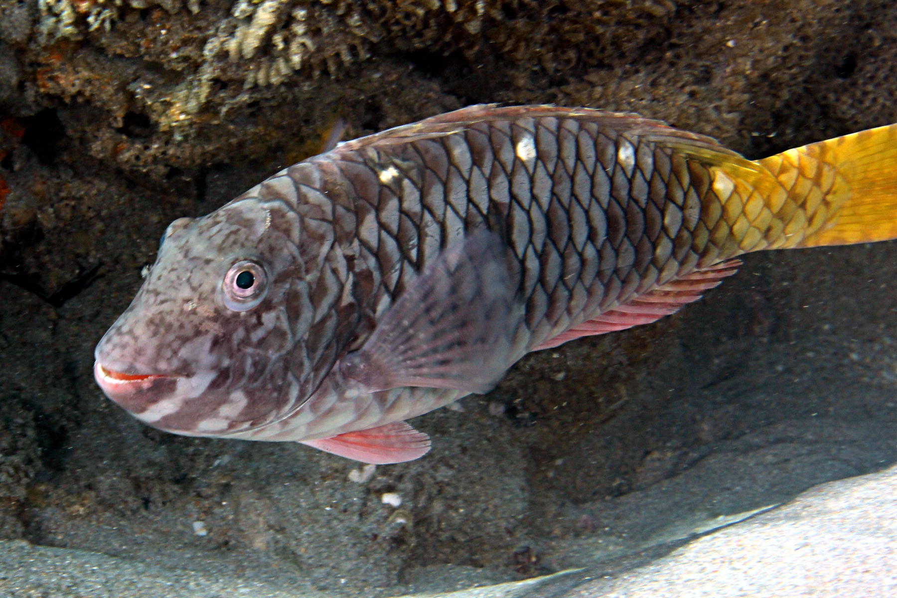 Sparisoma