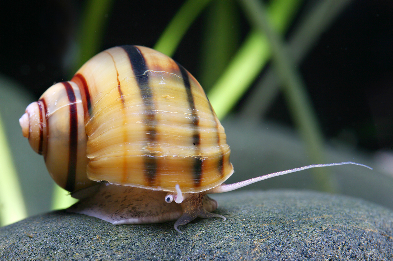 Ampullariidae