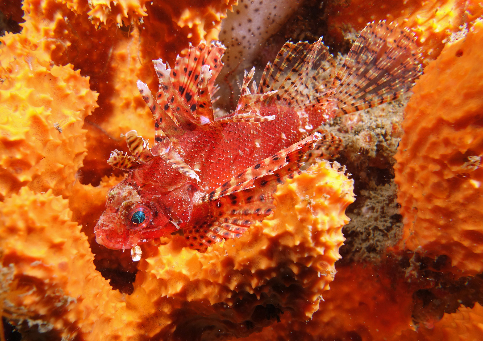 Dendrochirus