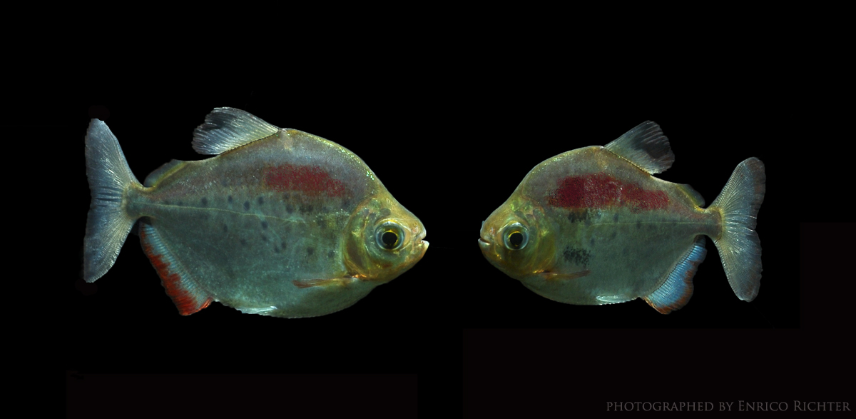 Metynnis