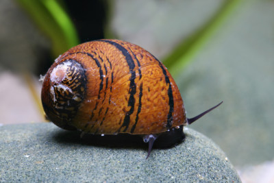 Neritina sp. Batik Neritidae