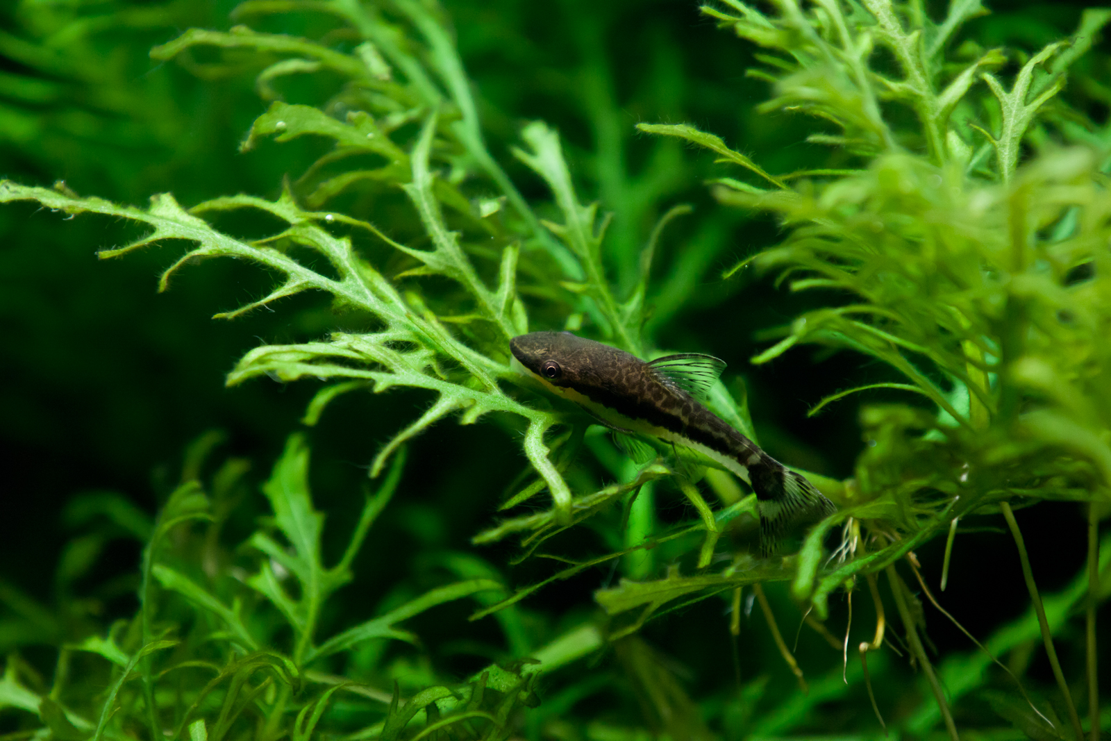Otocinclus
