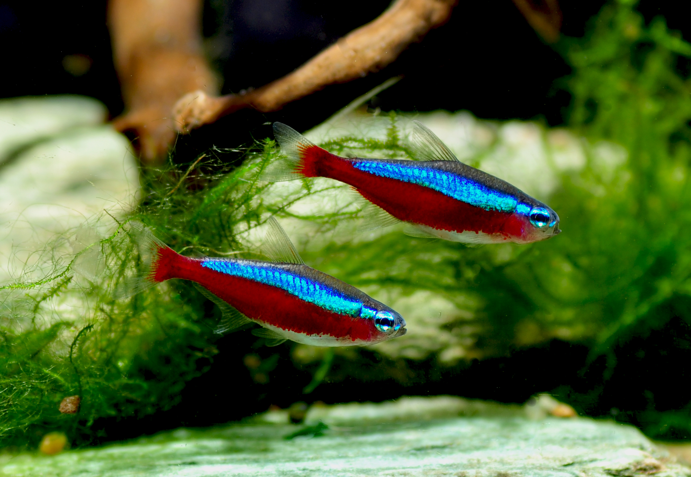 Paracheirodon axelrodi