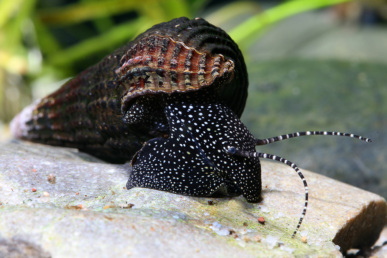 Tylomelania patriarchalis