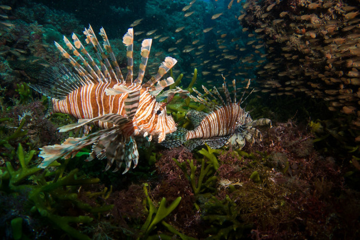 Qui sont les animaux marins les plus venimeux d&rsquo;Australie ?