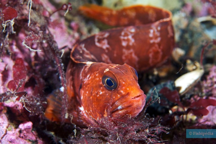 Anarhichas lupus - poisson-loup atlantique