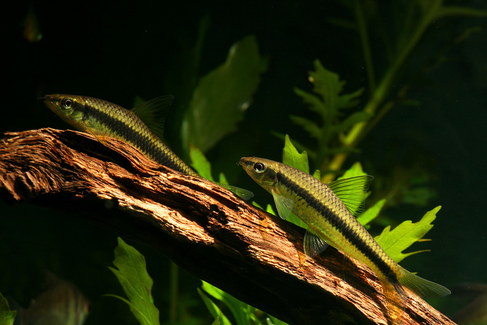 Crossocheilus