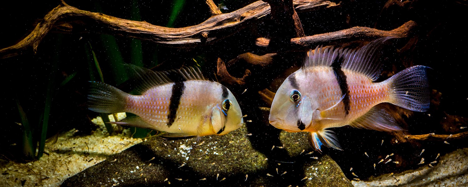 À la découverte de l'Aquariophilie