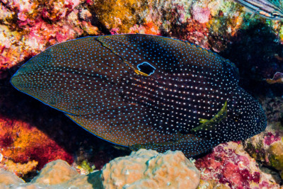poisson comète Plesiopidae
