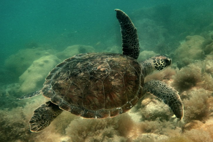 Chelonia mydas - tortue verte