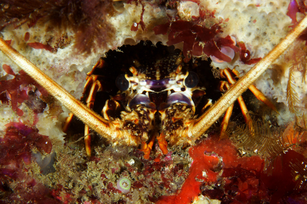 Palinuridae