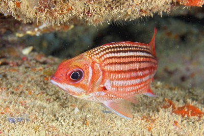 poisson-écureuil sombre Holocentridae