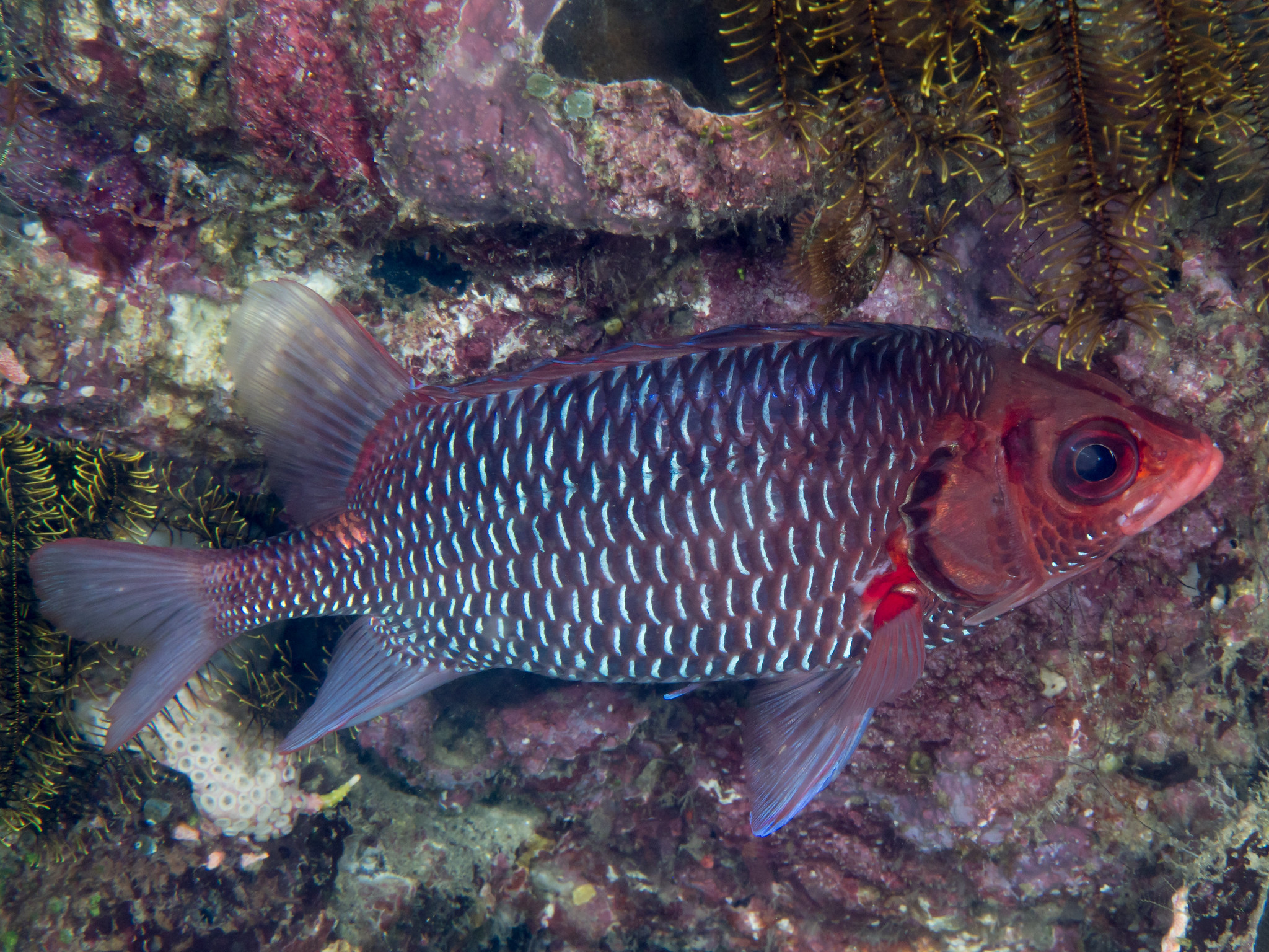 Sargocentron violaceum