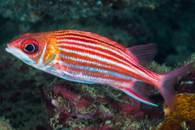 poisson-écureuil à petite bouche Holocentridae