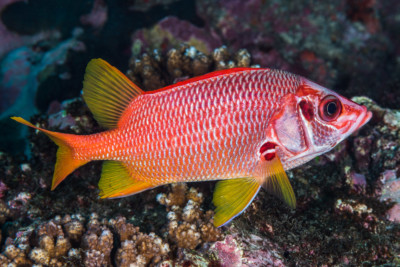 poisson-écureuil sabre Holocentridae
