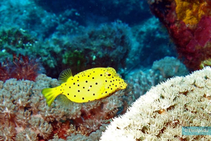 Ostracion cubicus - poisson-coffre jaune