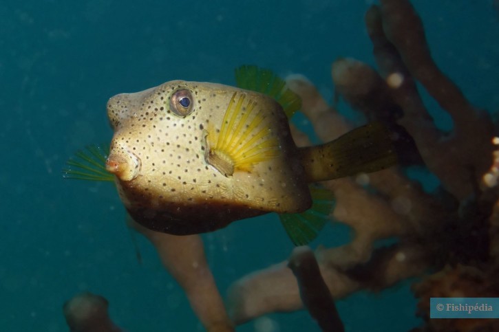 Ostracion cubicus - poisson-coffre jaune