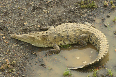 crocodile américain Crocodylidae