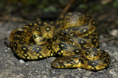 couleuvre vipérine Natricidae
