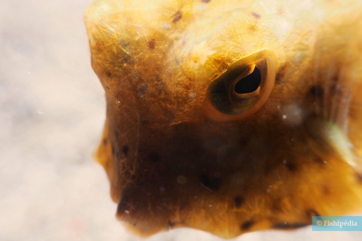 Ostracion cubicus - poisson-coffre jaune
