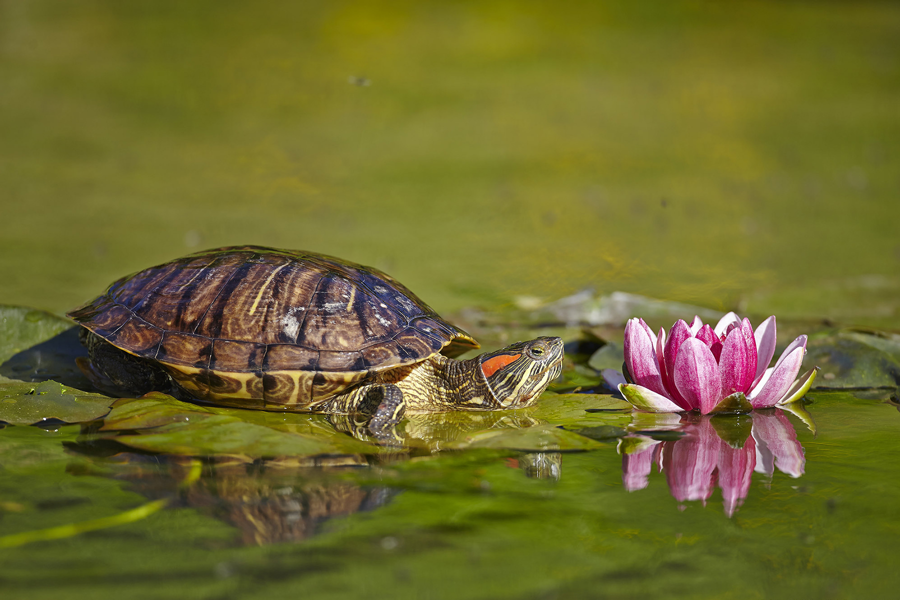 Trachemys