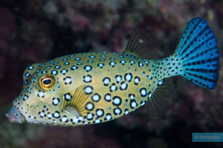 Ostracion cubicus - poisson-coffre jaune