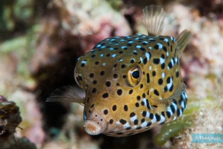 Ostracion cubicus - poisson-coffre jaune