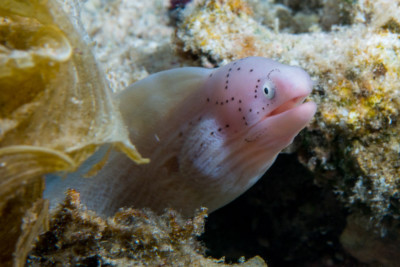 Murène tatouée Muraenidae