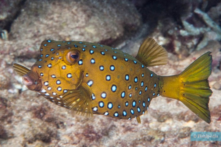 Ostracion cubicus - poisson-coffre jaune