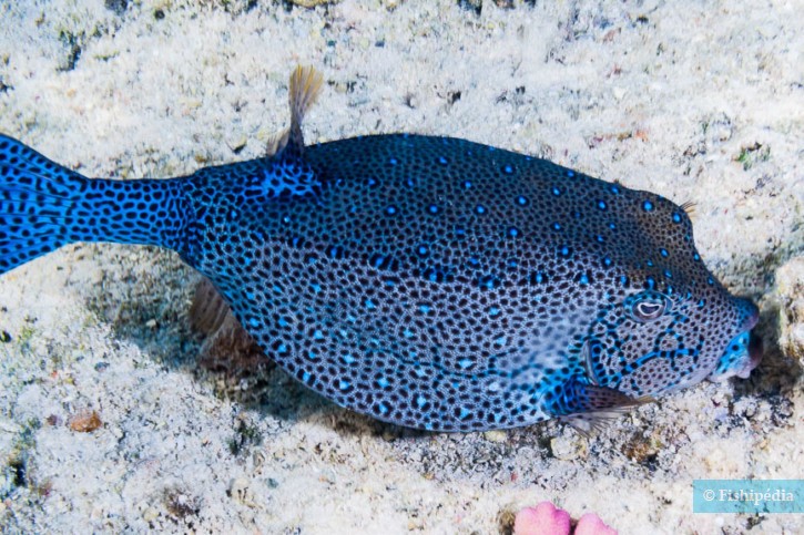 Ostracion cubicus - poisson-coffre jaune