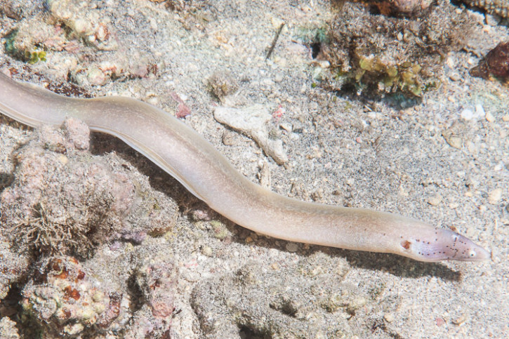 Gymnothorax griseus - Murène tatouée