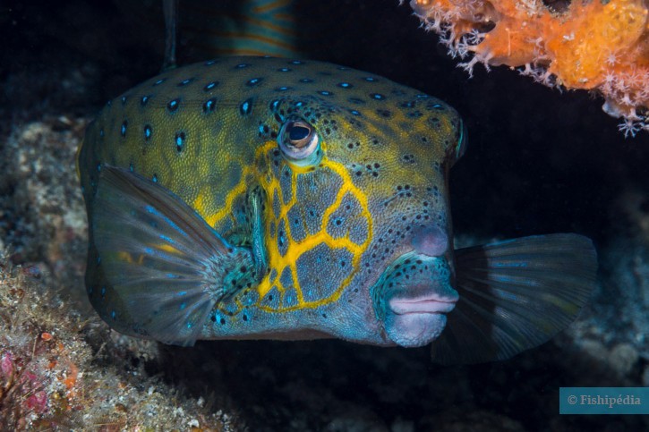 Ostracion cubicus - poisson-coffre jaune