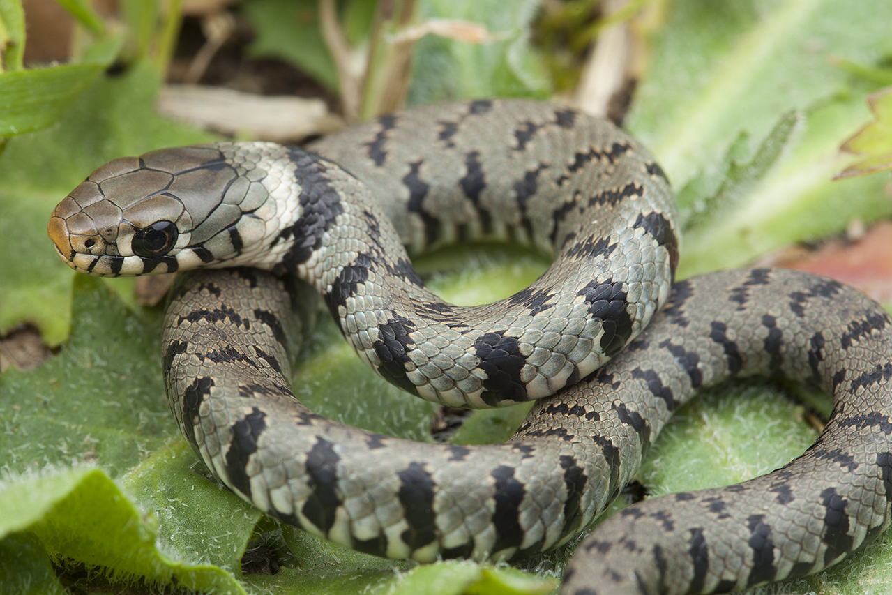 Couleuvre Collier Natrix Natrix Fiche Reptile