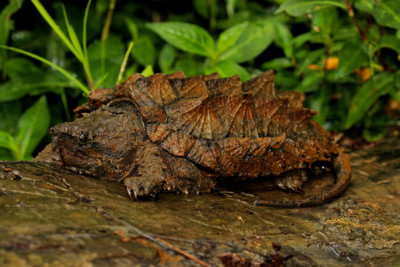 tortue alligator Chelydridae